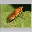 Psila fimetaria - Nacktfliege 03 8mm Deister.jpg